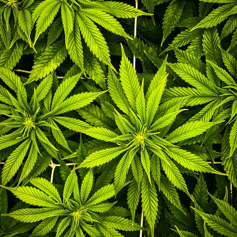 ganja-glam-blog-paul-einerhand-39F7_IfT-r0-unsplash