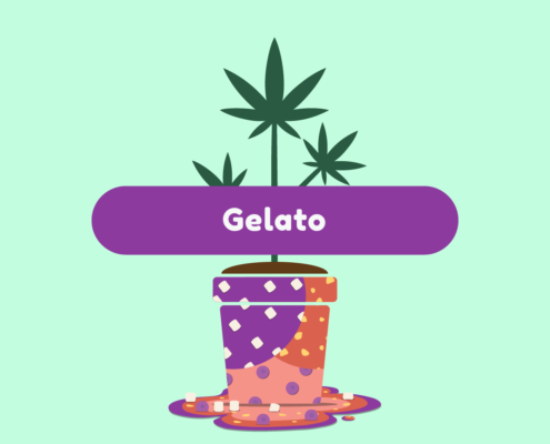 ganja-glam-gelato