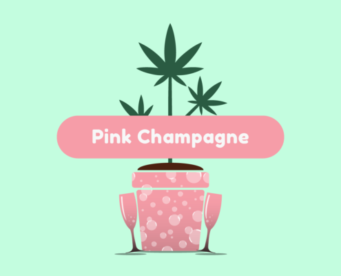 ganja-glam-pink-champagne