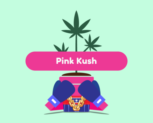 ganja-glam-pink-kush