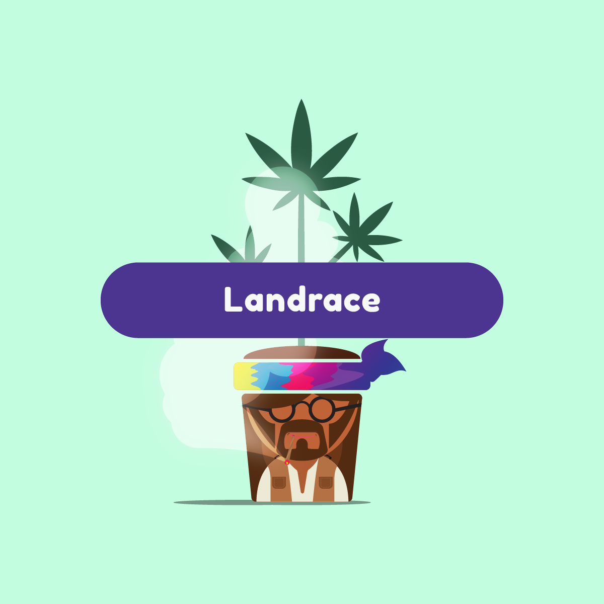 ganja-glam-landrace