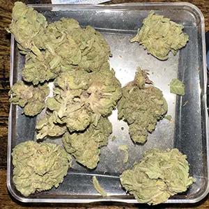 ganja-glam-potluck-apple-fritter-7g-300px