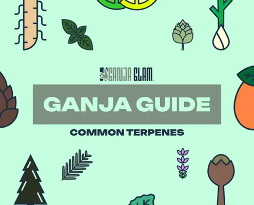 ganja-glam-ganja-guide-common-cannabis-terpenes-600px