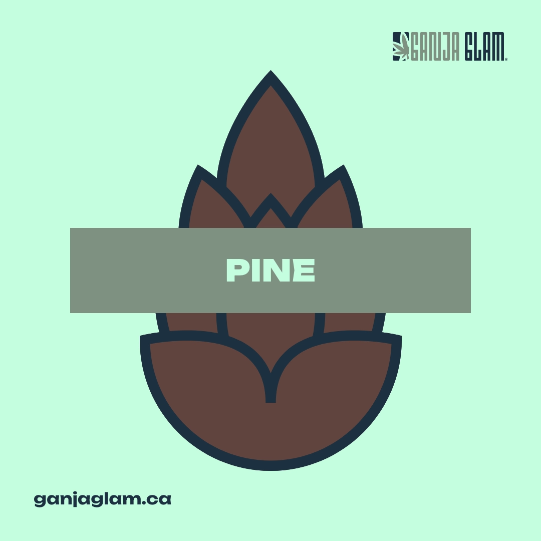 ganja-glam-ganja-guide-common-cannabis-terpenes-pinene-01-new