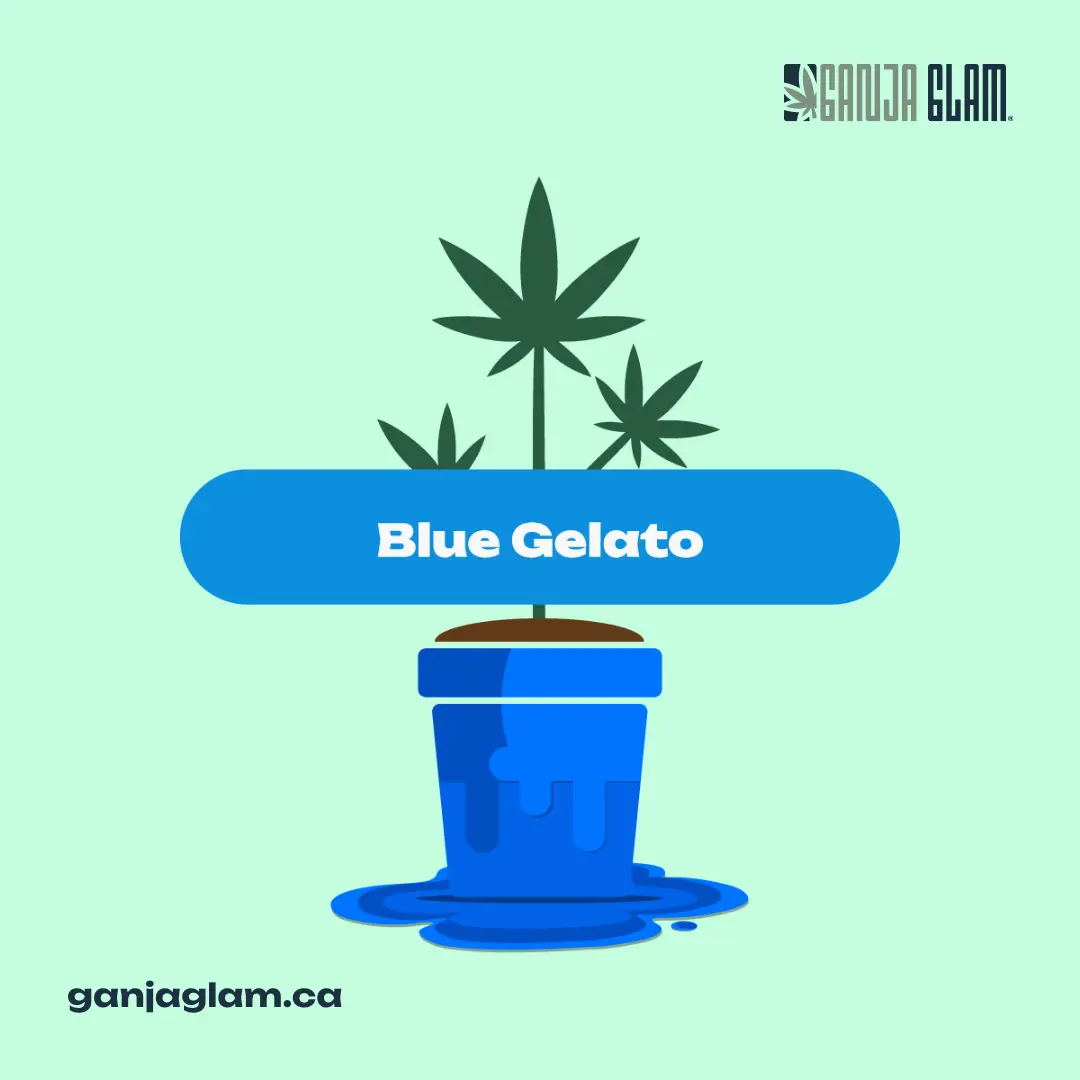 ganja-glam-ganja-guide-common-cannabis-terpenes-pinene-blue-gelato