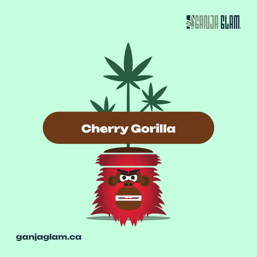 ganja-glam-ganja-guide-common-cannabis-terpenes-pinene-cherry-gorilla