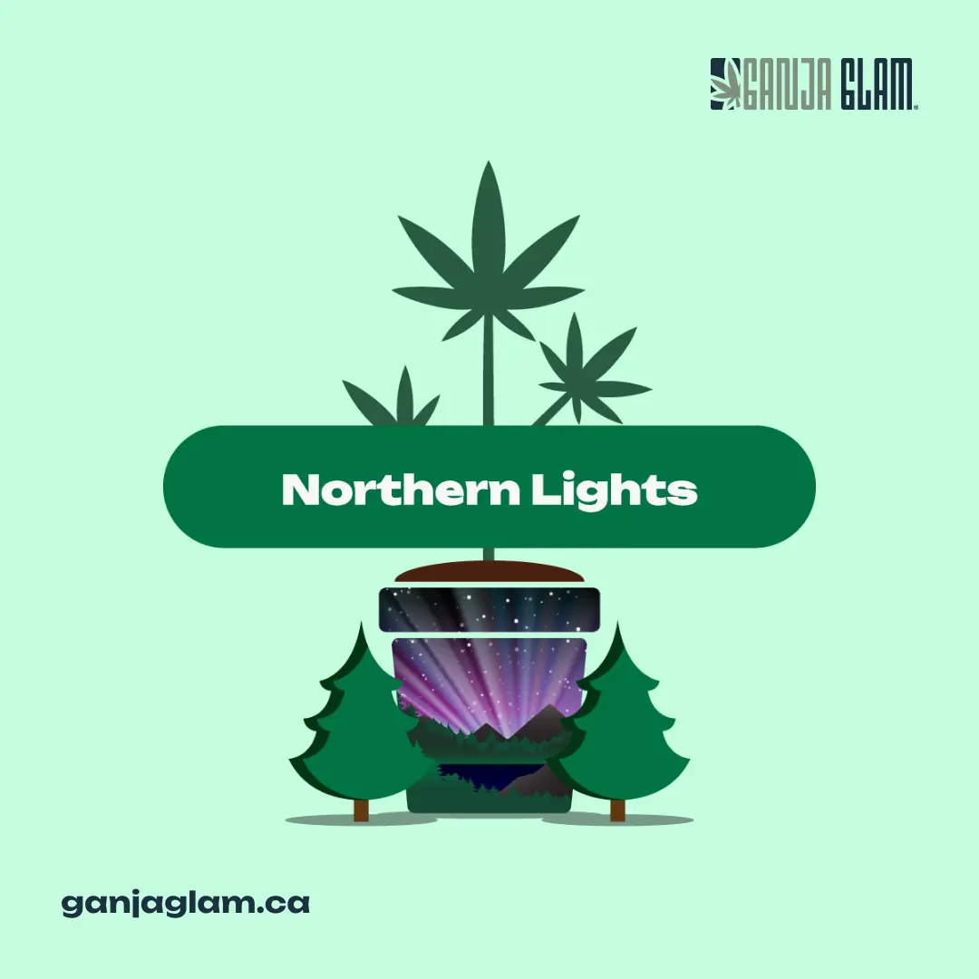 ganja-glam-ganja-guide-common-cannabis-terpenes-pinene-northern-lights