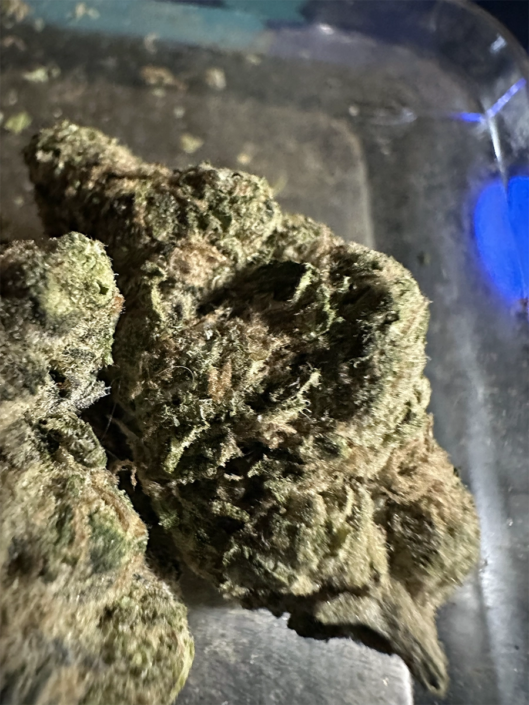 ganja-glam-reviews-xk-candy-kush-4