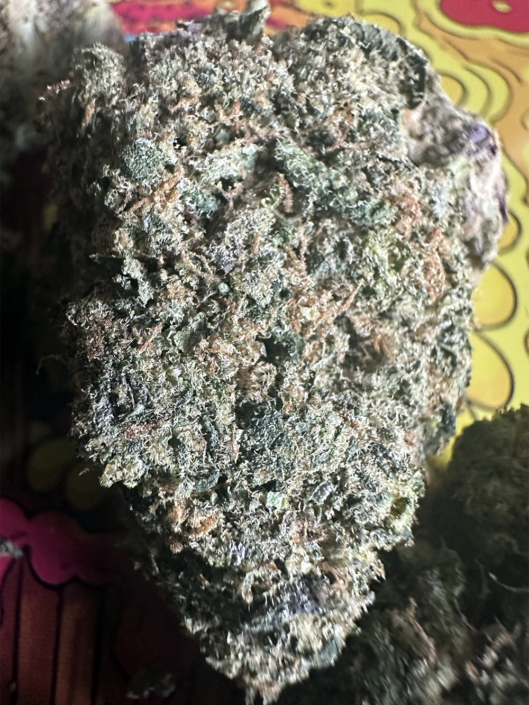 ganja-glam-514-homa-pack-14
